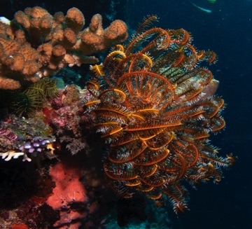 Coral and Crinoid